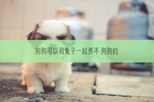 狗狗可以和兔子一起养不 狗狗的生活习性还是存在的