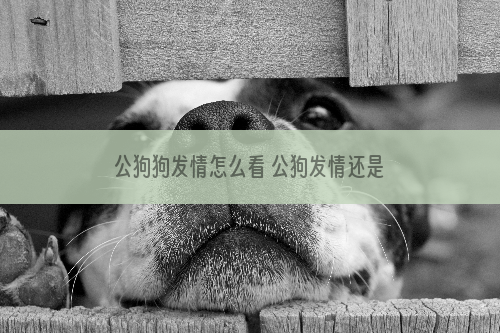 公狗狗发情怎么看 公狗发情还是很明显的