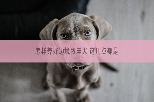 怎样养好边境牧羊犬 这几点都是非常重要的！