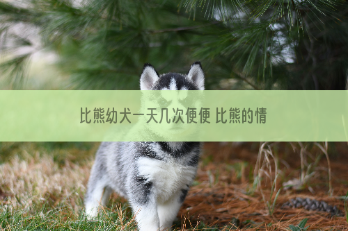 比熊幼犬一天几次便便 比熊的情况可以判断吗？