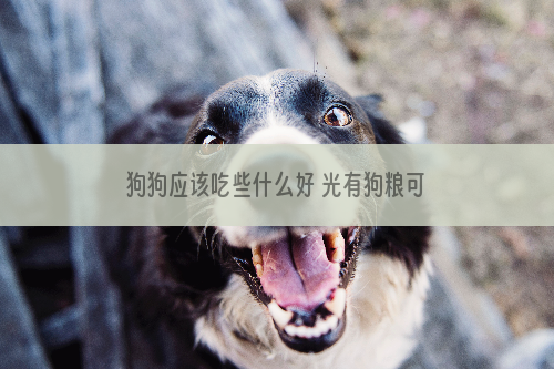 狗狗应该吃些什么好 光有狗粮可不行