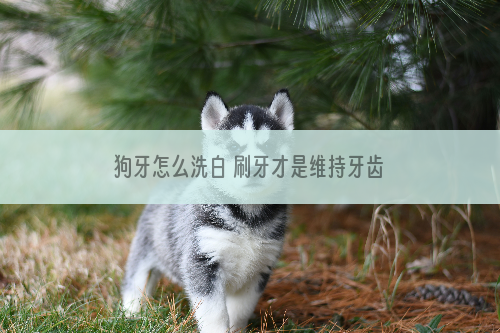 狗牙怎么洗白 刷牙才是维持牙齿的好方法！