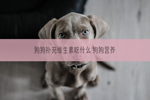 狗狗补充维生素吃什么 狗狗营养保健品推荐