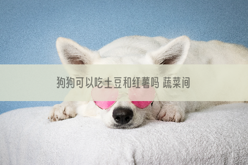 狗狗可以吃土豆和红薯吗 蔬菜间的小秘密