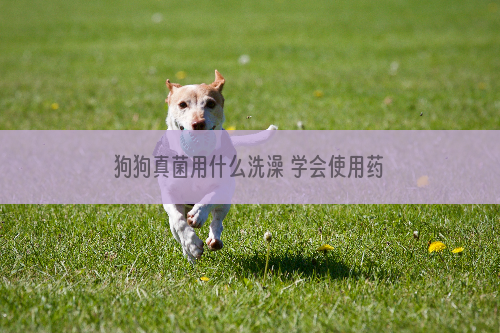 狗狗真菌用什么洗澡 学会使用药用香波