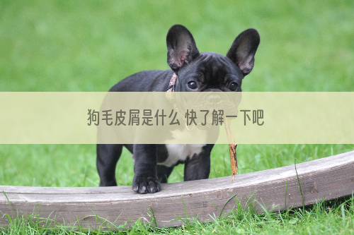 狗毛皮屑是什么 快了解一下吧