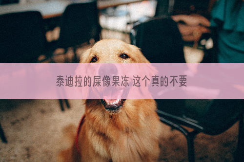 泰迪拉的屎像果冻 这个真的不要忽视，容易出大事的！