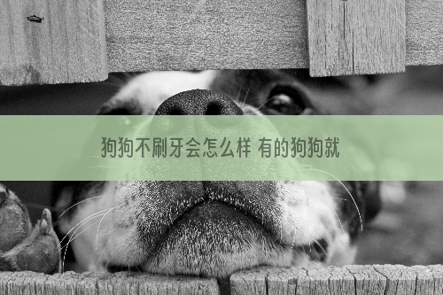 狗狗不刷牙会怎么样 有的狗狗就因为不刷牙患病而亡