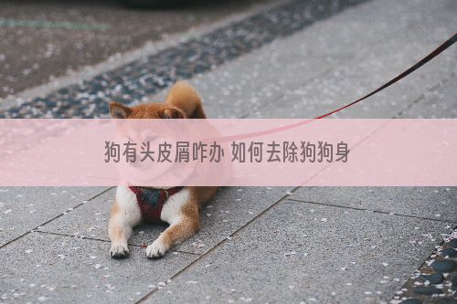 狗有头皮屑咋办 如何去除狗狗身上的皮屑