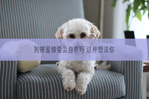 狗被蜜蜂蛰会自愈吗 这种想法你真的想过了吗？