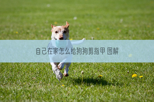 自己在家怎么给狗狗剪指甲 图解告诉你剪哪里！