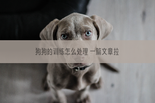 狗狗的训练怎么处理 一篇文章拉进你和训犬师的距离