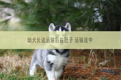 幼犬长途运输后拉肚子 运输途中是不是让狗狗害怕了？