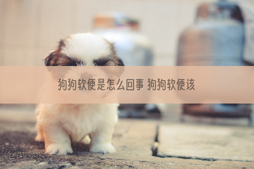 狗狗软便是怎么回事 狗狗软便该如何改善