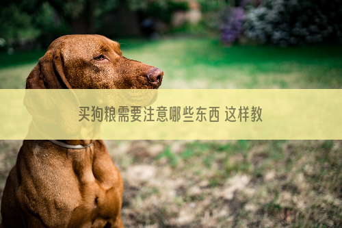 买狗粮需要注意哪些东西 这样教你看狗粮应该会买了吧！