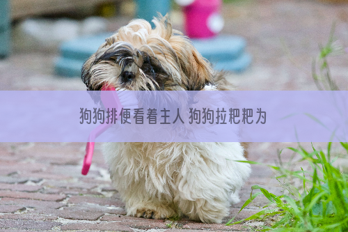 狗狗排便看着主人 狗狗拉粑粑为什么看着主人