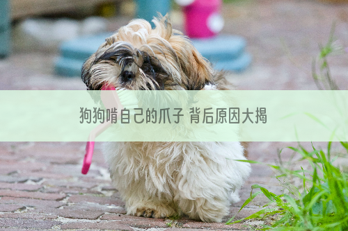 狗狗啃自己的爪子 背后原因大揭秘