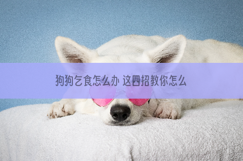 狗狗乞食怎么办 这四招教你怎么解决