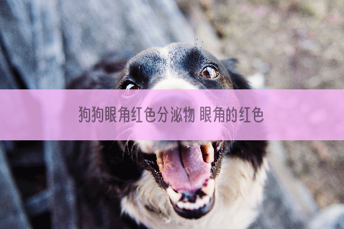 狗狗眼角红色分泌物 眼角的红色分泌物就是疾病的展现啊！