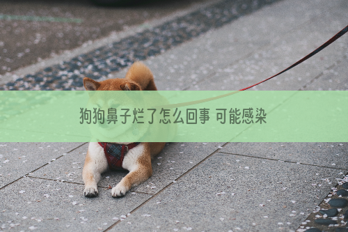 狗狗鼻子烂了怎么回事 可能感染皮肤病了哦