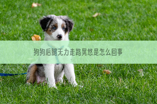 狗狗后腿无力走路晃悠是怎么回事 那就是日常护理不够呗！