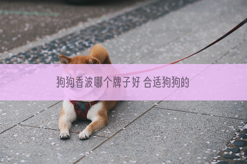 狗狗香波哪个牌子好 合适狗狗的六大类香波推荐