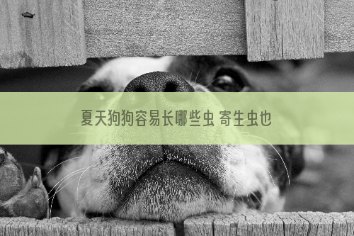 夏天狗狗容易长哪些虫 寄生虫也可要了狗命！