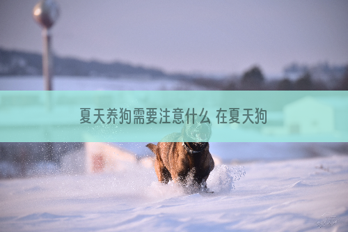 夏天养狗需要注意什么 在夏天狗狗该怎么养护