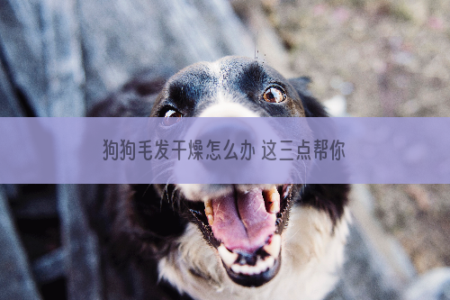狗狗毛发干燥怎么办 这三点帮你护理狗狗毛发