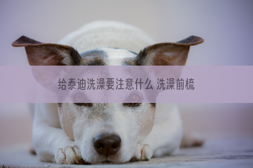 给泰迪洗澡要注意什么 洗澡前梳毛好还是洗澡后梳毛好
