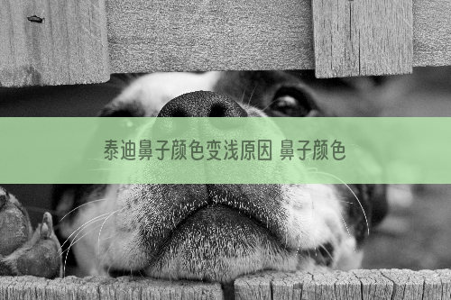 泰迪鼻子颜色变浅原因 鼻子颜色变浅可不一定是好事呦！