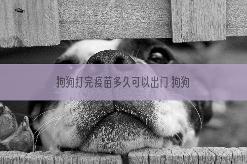 狗狗打完疫苗多久可以出门 狗狗打疫苗的时间你可得记住了