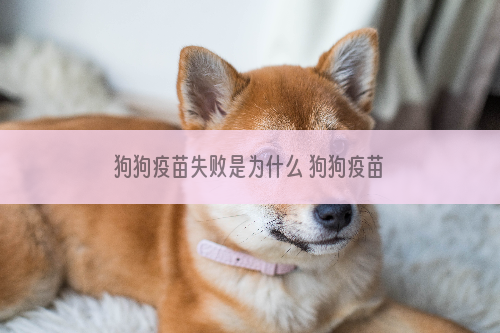 狗狗疫苗失败是为什么 狗狗疫苗接种失败的三大原因