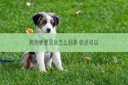 狗狗便便很臭怎么回事 你还可以忍受你家的狗拉臭便吗？