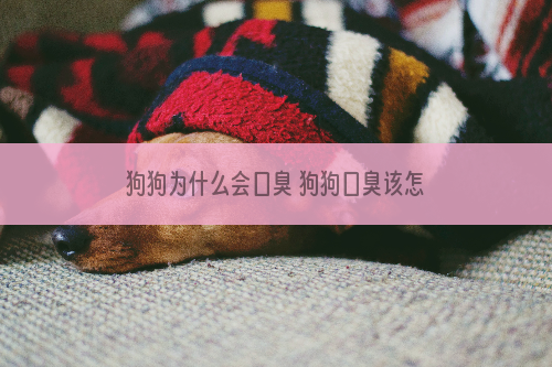狗狗为什么会口臭 狗狗口臭该怎么办