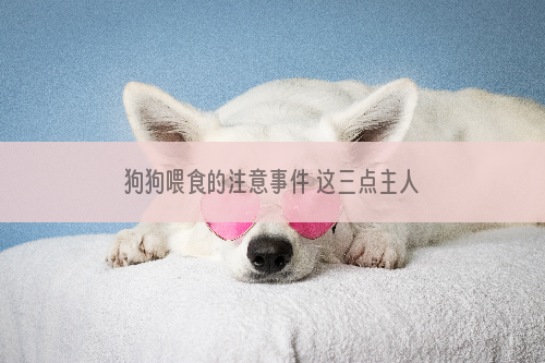 狗狗喂食的注意事件 这三点主人一定要记住