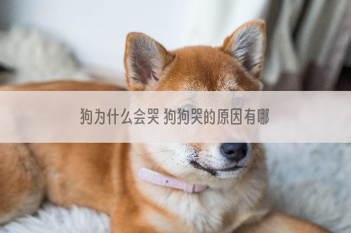 狗为什么会哭 狗狗哭的原因有哪些