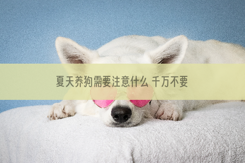 夏天养狗需要注意什么 千万不要把狗单独留在车内！