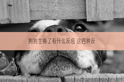 狗狗生病了有什么反应 这四种反应代表狗狗生病了