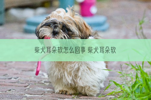 柴犬耳朵软怎么回事 柴犬耳朵软可不是怕老婆的原因！