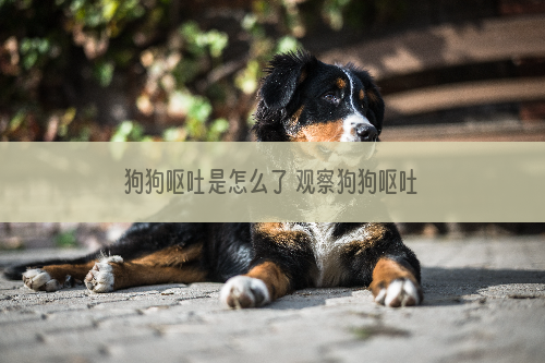 狗狗呕吐是怎么了 观察狗狗呕吐物很重要