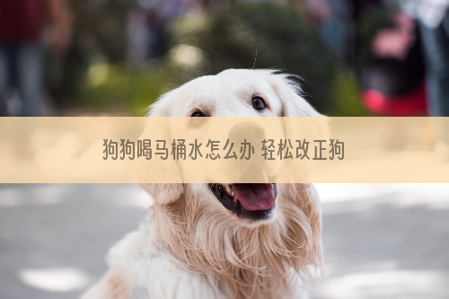 狗狗喝马桶水怎么办 轻松改正狗狗这些坏习惯