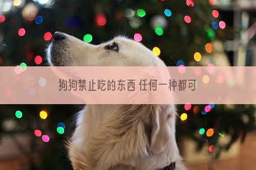 狗狗禁止吃的东西 任何一种都可能让狗丧命