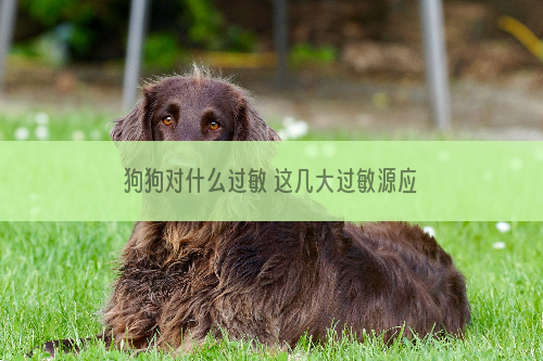 狗狗对什么过敏 这几大过敏源应警惕