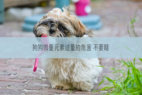 狗狗微量元素过量的危害 不要瞎补营养