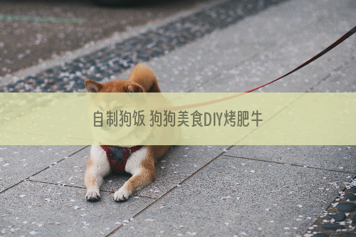 自制狗饭 狗狗美食DIY烤肥牛饭