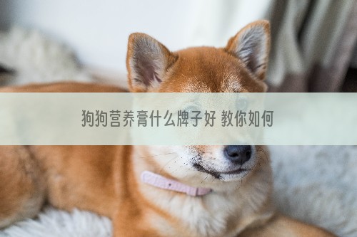 狗狗营养膏什么牌子好 教你如何挑选狗狗营养膏
