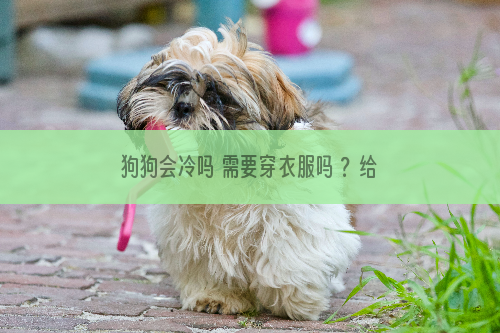 狗狗会冷吗 需要穿衣服吗 ？给狗狗穿衣服的五个小事宜