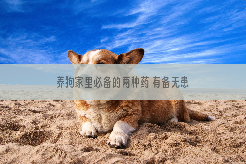 养狗家里必备的两种药 有备无患狗狗日常家居药品