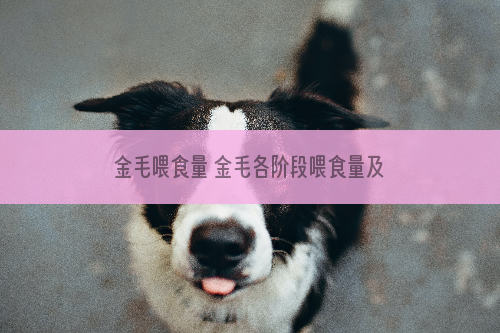 金毛喂食量 金毛各阶段喂食量及喂食禁区